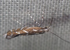 Parectopa pennsylvaniella