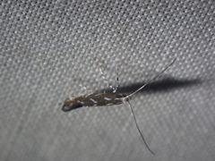 Parectopa pennsylvaniella