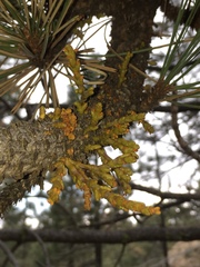 Arceuthobium campylopodum