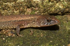 Leposoma scincoides
