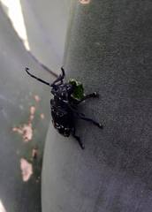 Acanthoderes funeraria