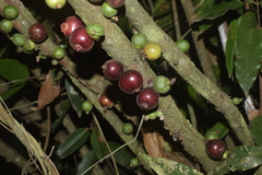 Angiospermae