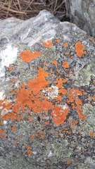 Caloplaca cinnabarina