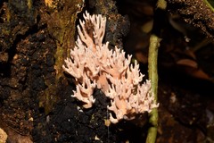 Fungi