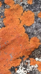 Caloplaca cinnabarina