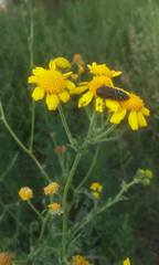 Acmaeodera haemorrhoa