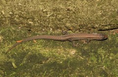 Leposoma scincoides