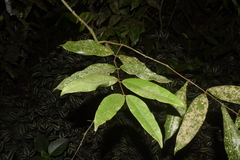Angiospermae