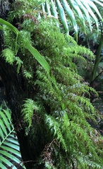 Abrodictyum caudatum