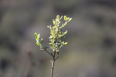 Rhamnus pilosa