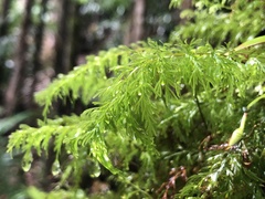 Abrodictyum caudatum