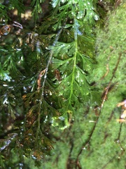 Abrodictyum caudatum