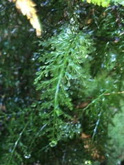 Abrodictyum caudatum