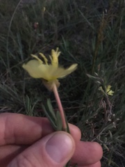 Oenothera ravenii
