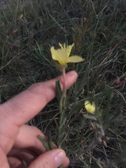 Oenothera ravenii