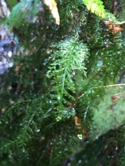 Abrodictyum caudatum