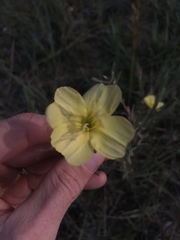 Oenothera ravenii