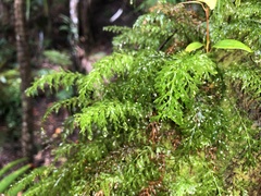 Abrodictyum caudatum