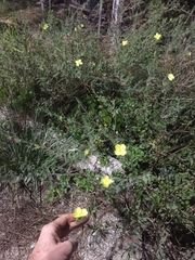 Oenothera ravenii