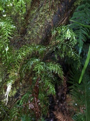 Abrodictyum caudatum