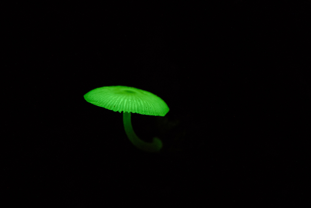 Mycena chlorophos · May 2017 · photo: © mutolisp (iNaturalist, cc-by)