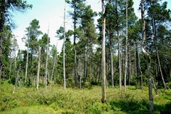 Pinus uncinata uliginosa