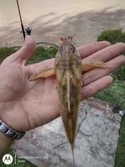 Rhinodoras dorbignyi