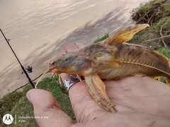 Rhinodoras dorbignyi