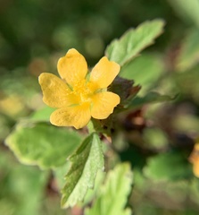 Malvastrum corchorifolium