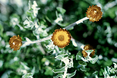 Helichrysum lepidissimum