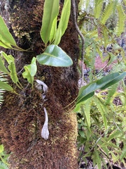 Elaphoglossum crassifolium