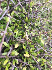 Sigaus campestris