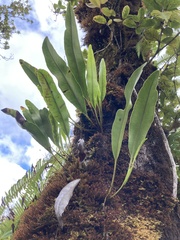 Elaphoglossum crassifolium
