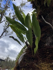 Elaphoglossum crassifolium
