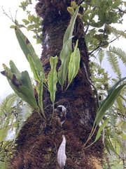 Elaphoglossum crassifolium