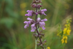 Stachys palustris