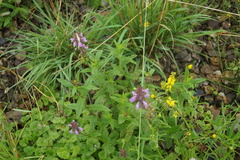 Stachys palustris