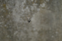 Larinioides sclopetarius