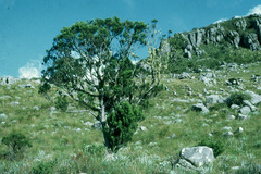 Widdringtonia nodiflora