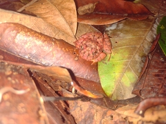 Strabomantis sulcatus