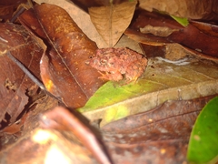 Strabomantis sulcatus
