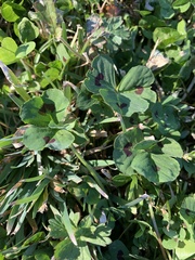Medicago arabica