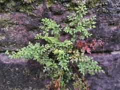 Asplenium ruta-muraria