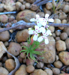Stylidium guttatum