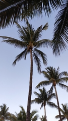Cocos nucifera