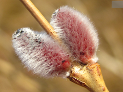 Salix gracilistyla