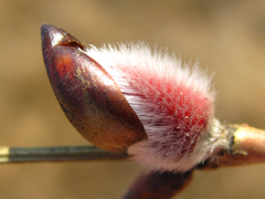 Salix gracilistyla