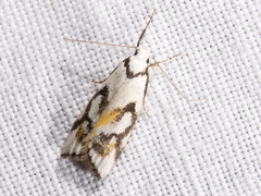 Cosmaresta anarrecta