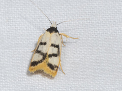 Eulechria sigmophora