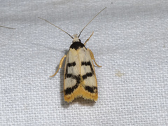 Eulechria sigmophora